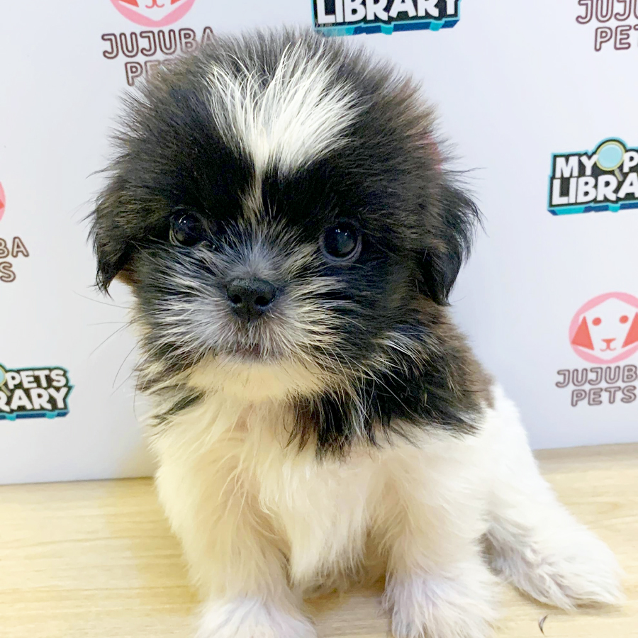 Shih Tzu Puppy (Male) For Sale