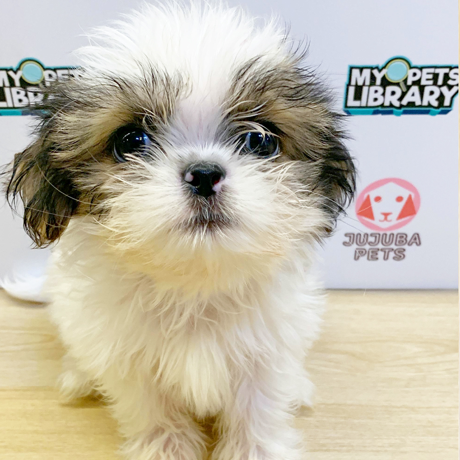 Shih Tzu Puppy (Male) For Sale