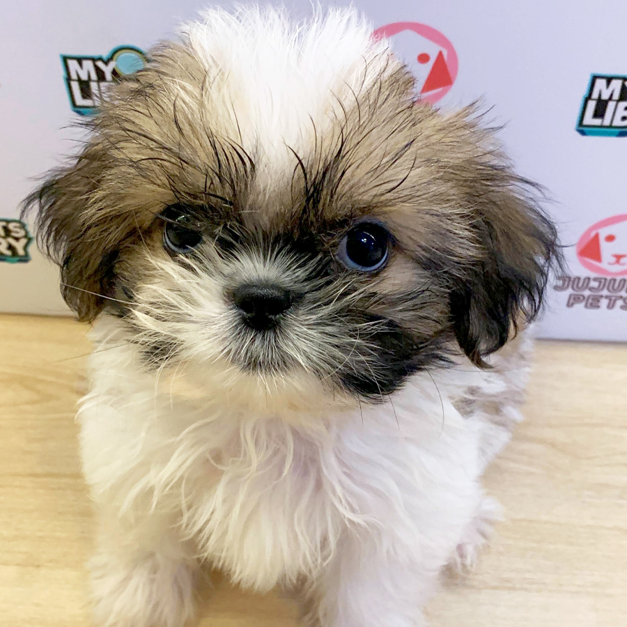 Shih Tzu Puppy (Male) For Sale