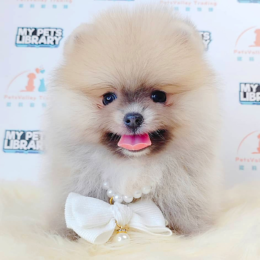 Tiny Pomeranian Puppy (Male) For Sale