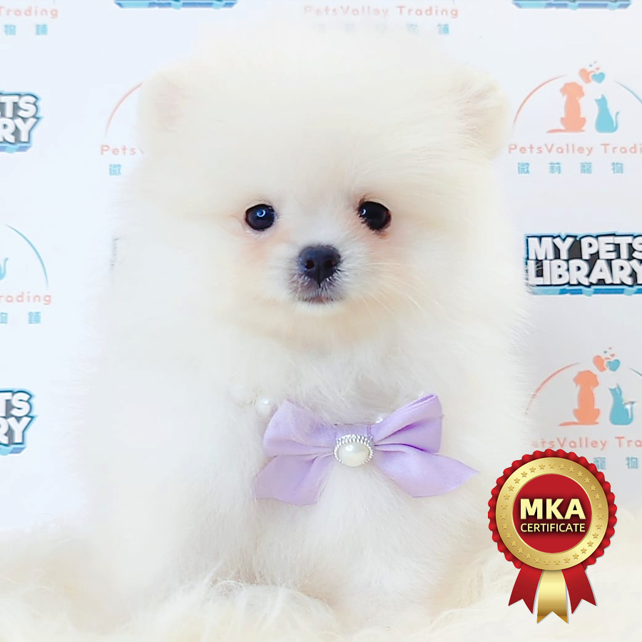 MKA Tiny Pomeranian Puppy (Male) For Sale