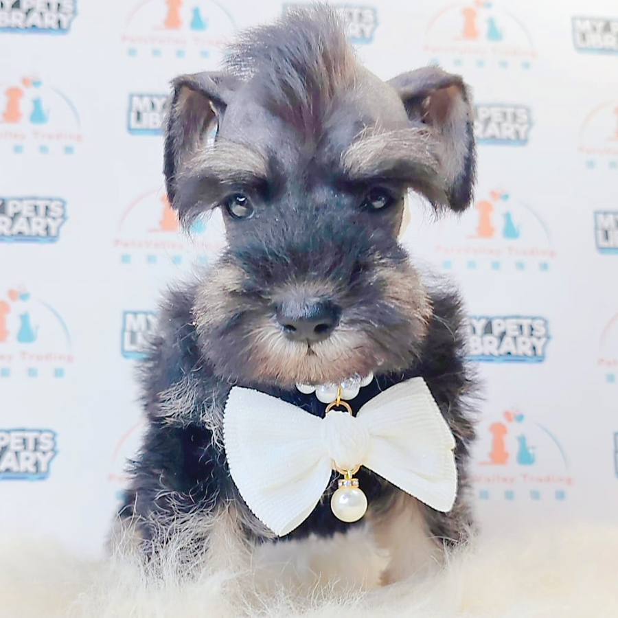 Schnauzer Puppy (Male) For Sale