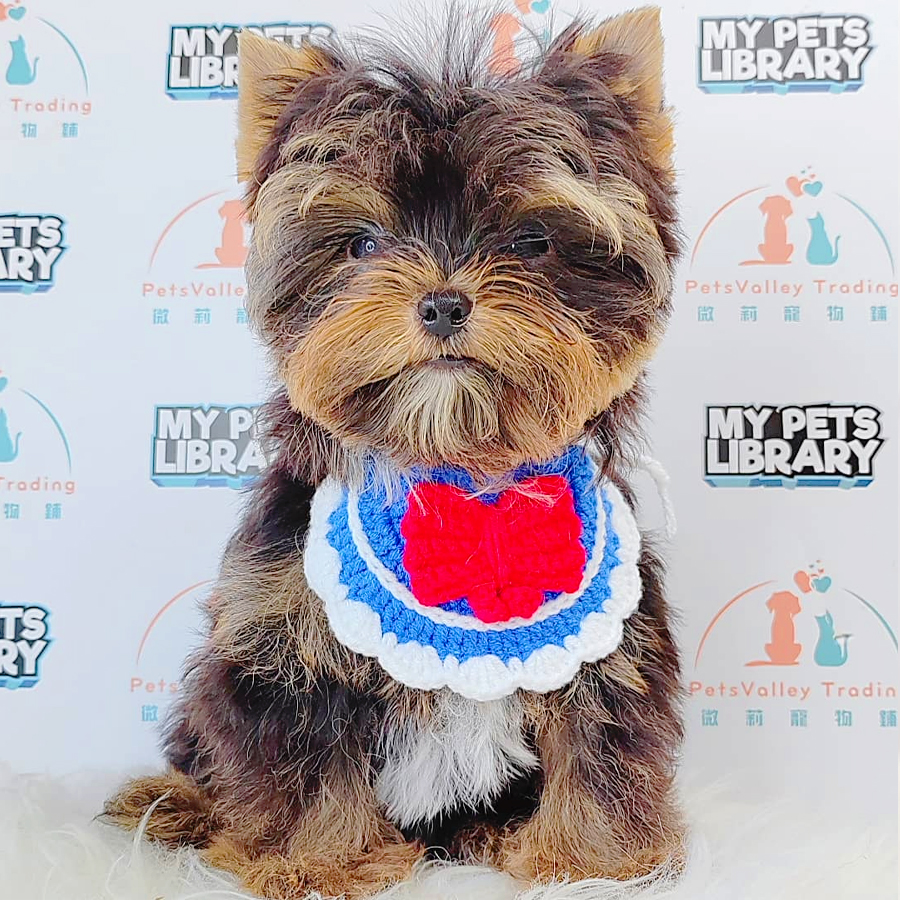 Yorkshire Terrier Puppy (Male) For Sale