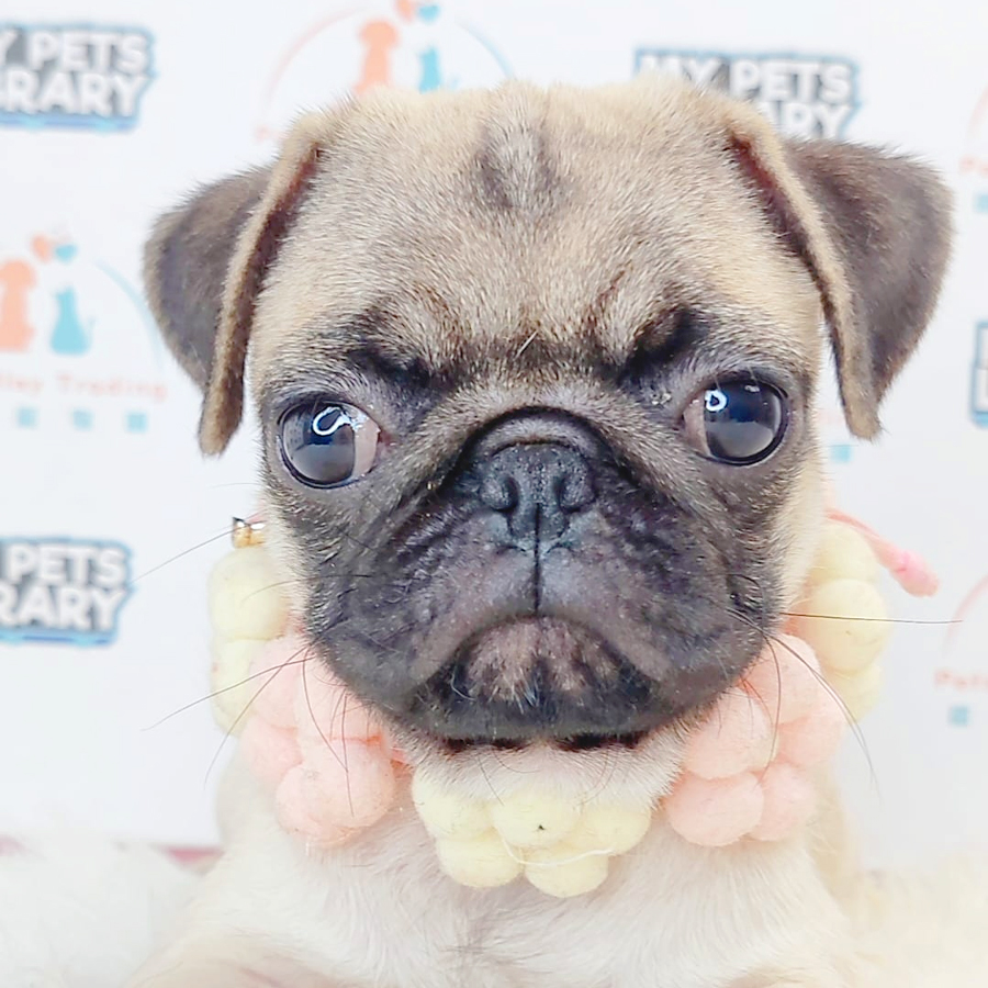 Pug Puppy (Female) For Sale