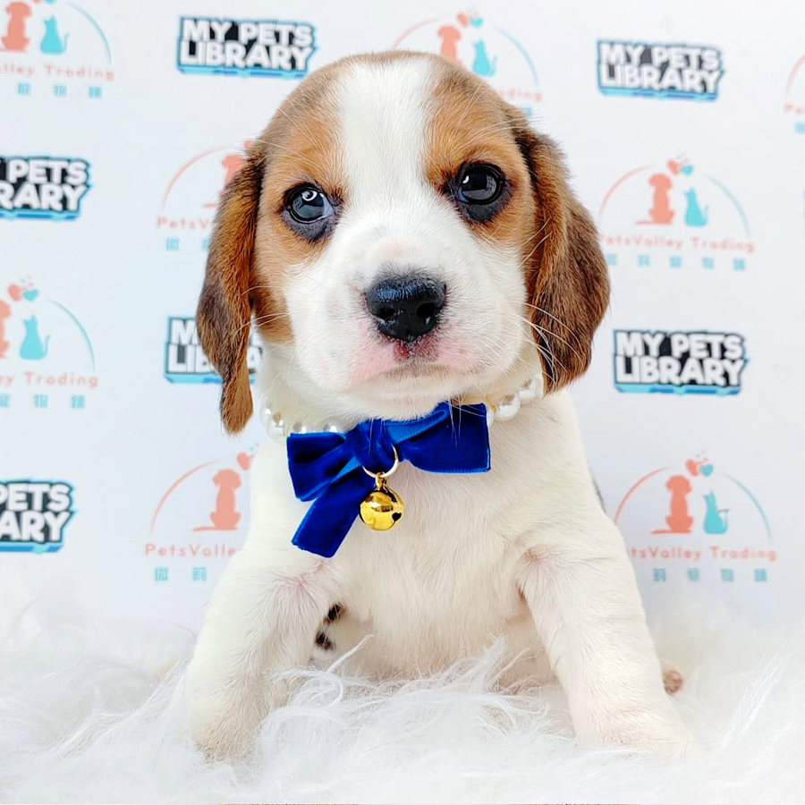 Beagle Puppy (Female) For Sale