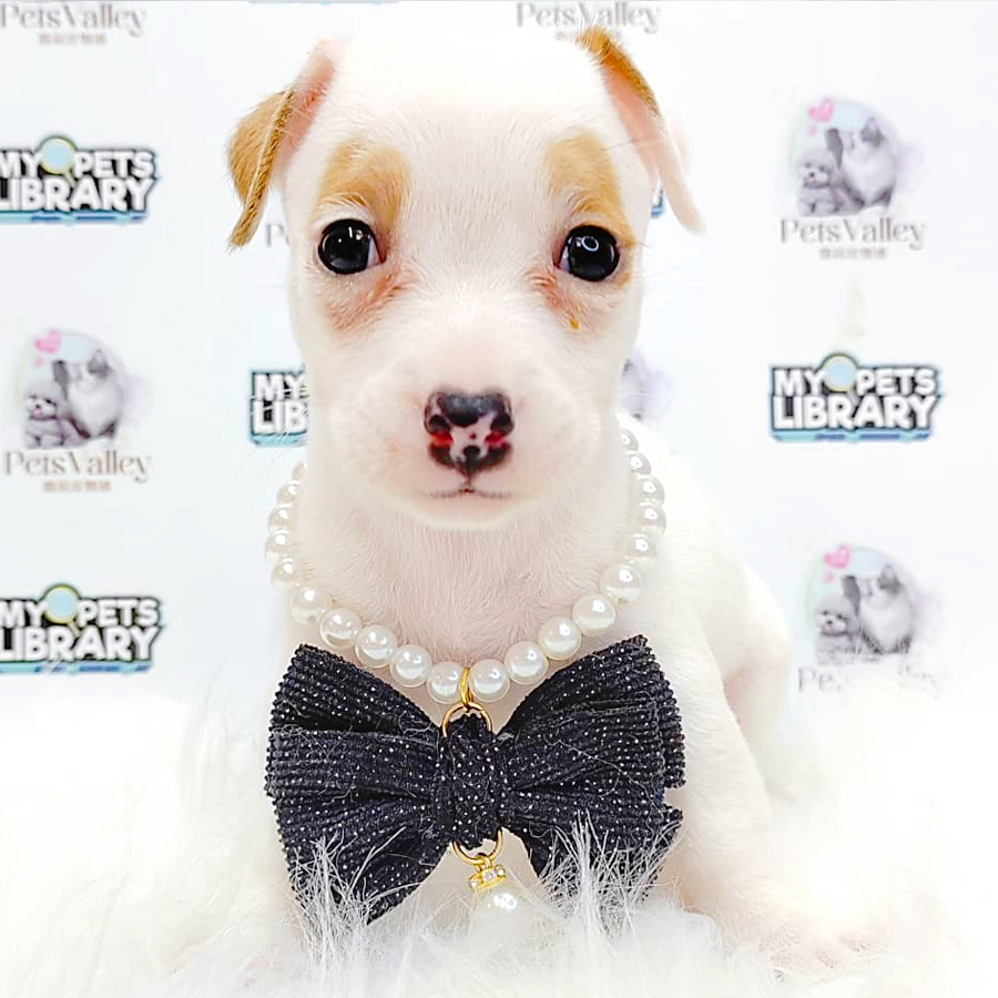 Jack Russell Puppy (Female) For Sale