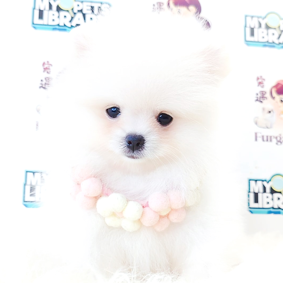 Tiny Pomeranian Puppy (Female) For Sale