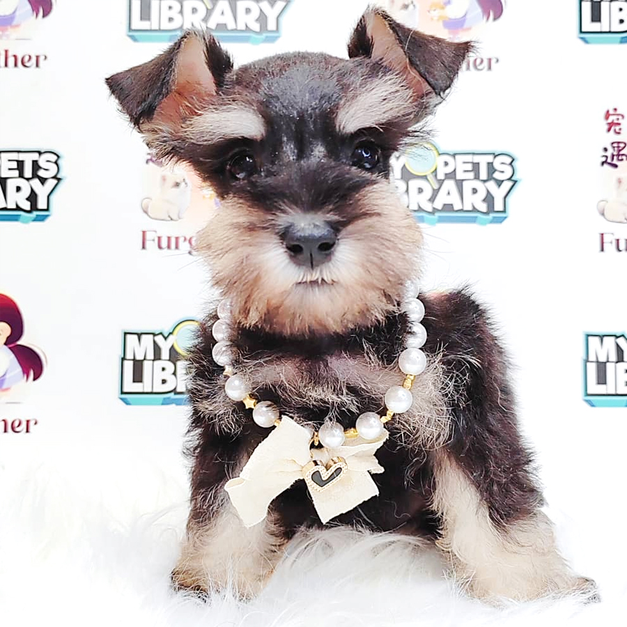 Miniature Schnauzer Puppy (Male) For Sale