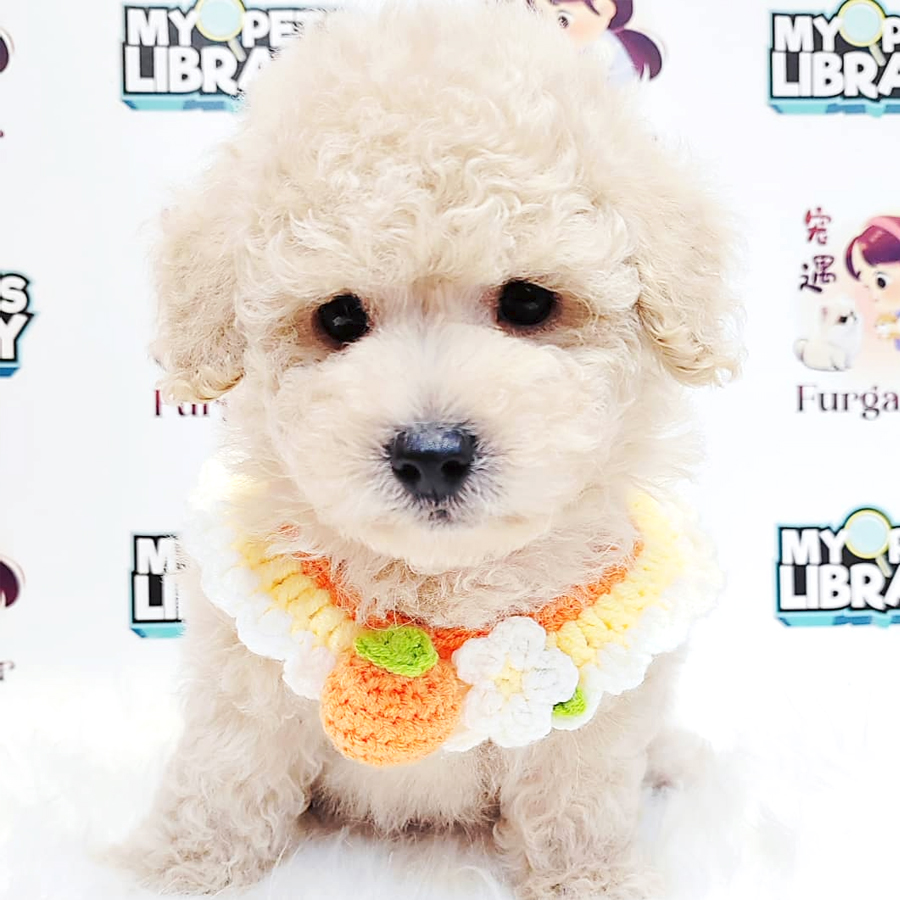 Maltipoo Puppy (Male) For Sale