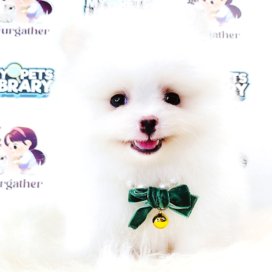 Tiny Pomeranian Puppy (Female) For Sale