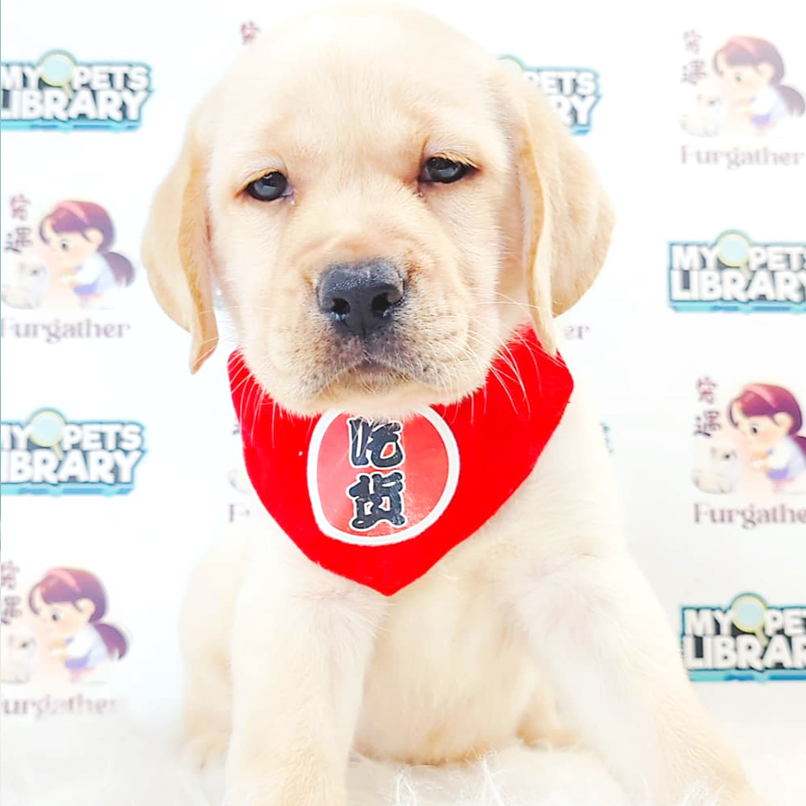 Labrador Retriever Puppy (Female) For Sale