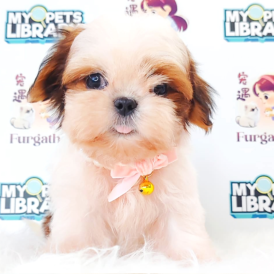 Shih Tzu Puppy (Male) For Sale
