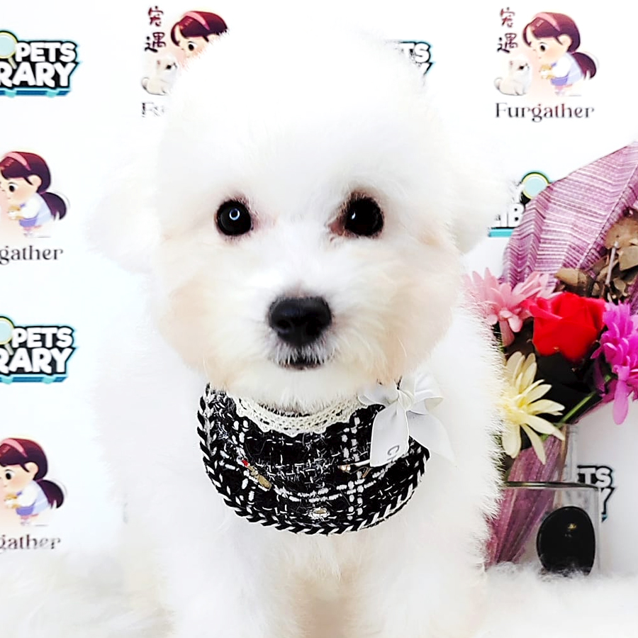 Bichon Frise Puppy (Male) For Sale