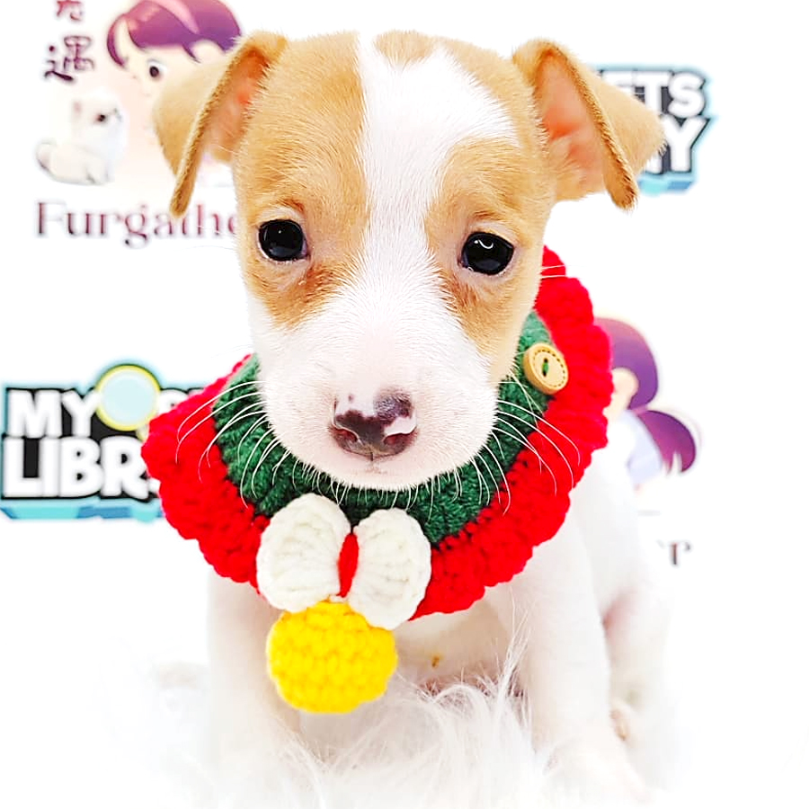 Jack Russell Terrier Puppy (Male) For Sale
