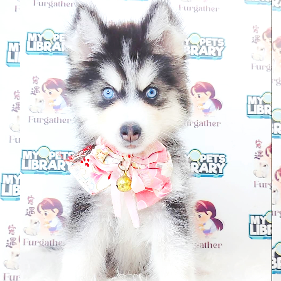 Wooly Husky Puppy (Female) For Sale