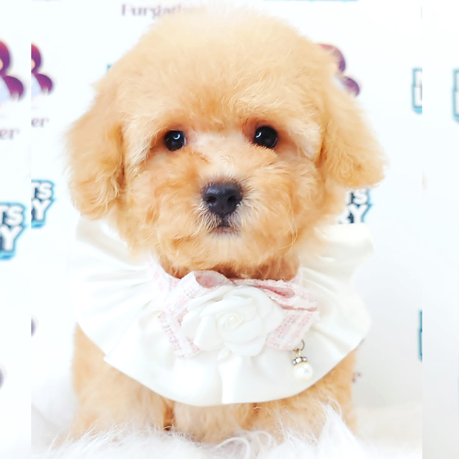 Poodle Puppy (Male) For Sale