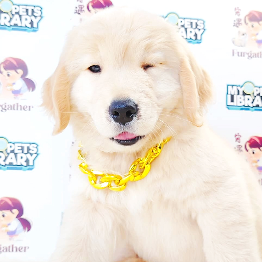 Golden Retriever Puppy (Male) For Sale