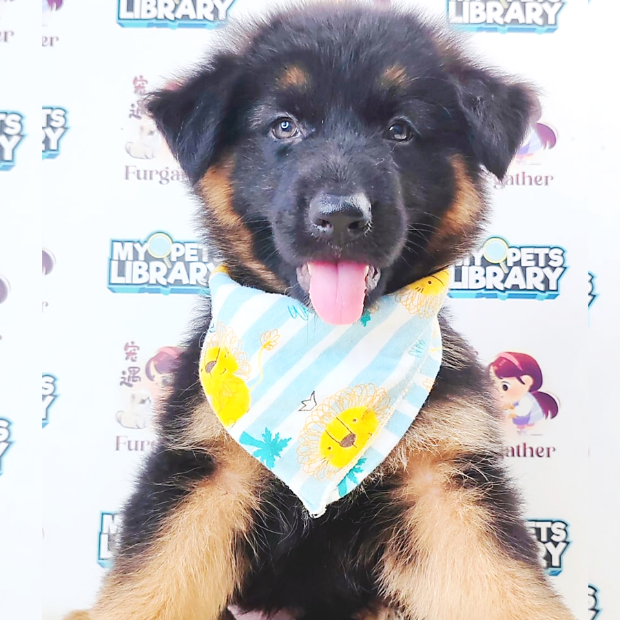 German Shepherd Puppy (Male) For Sale