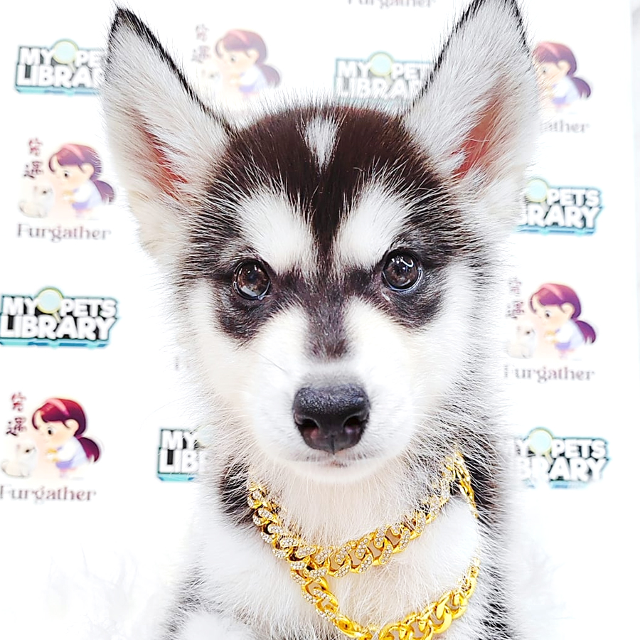 Alaskan Husky Puppy (Female) For Sale