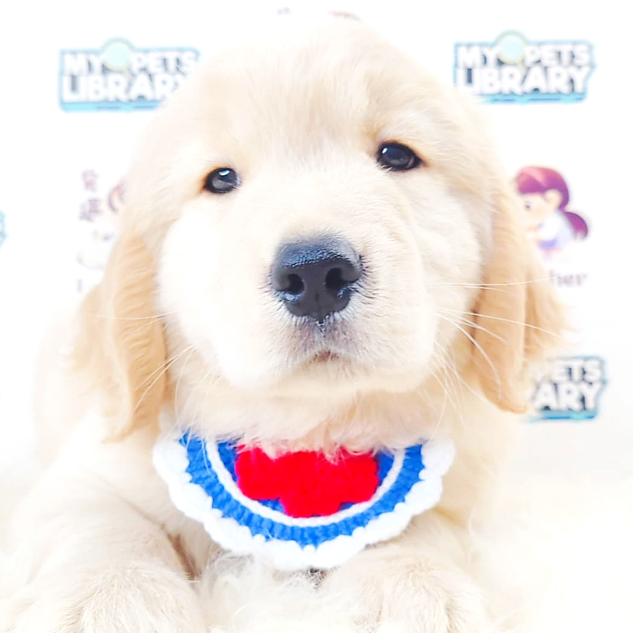 Golden Retriever Puppy (Male) For Sale