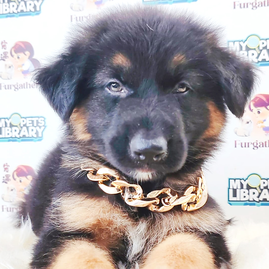 German Shepherd Puppy (Female) For Sale