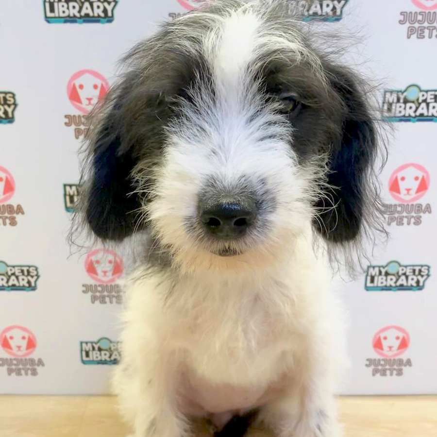 Poogle Puppy (Male) For Sale