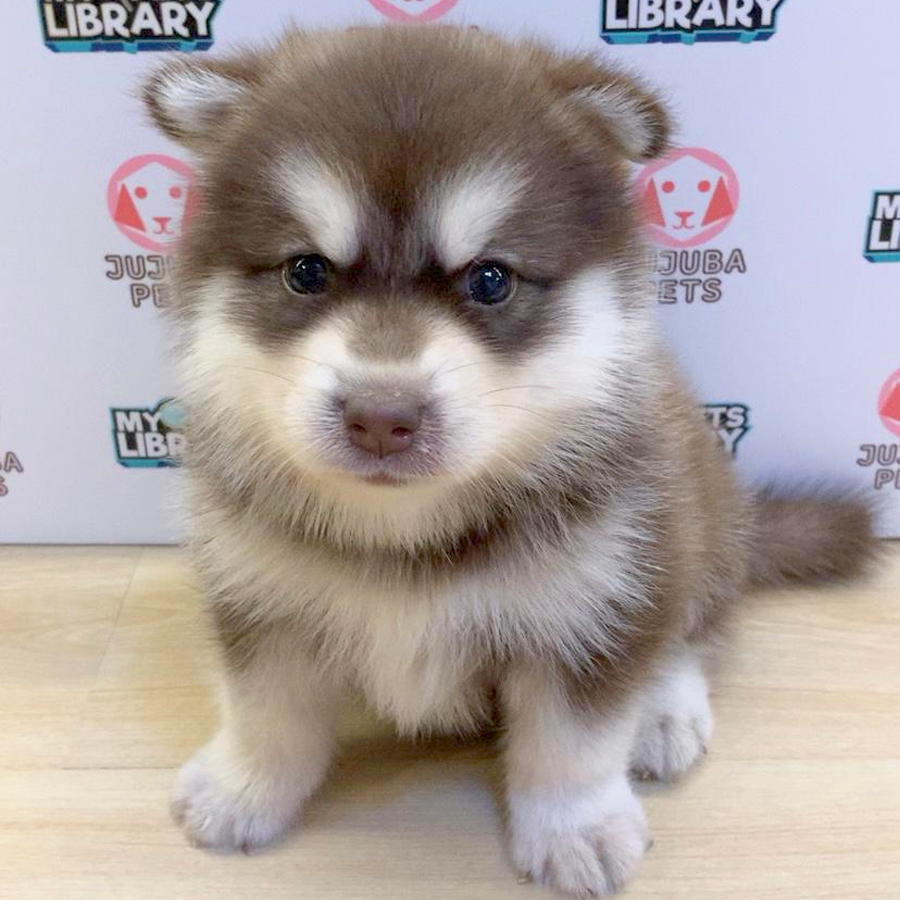 Pomsky Puppy (Male) For Sale