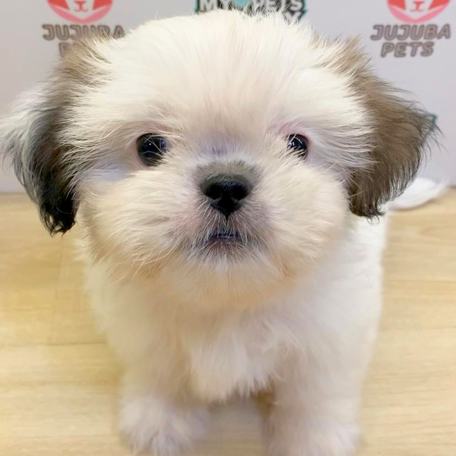 Shih Tzu Puppy (Male) For Sale