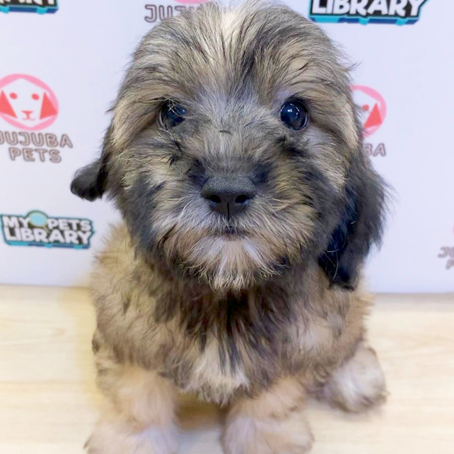 Shihpoo Puppy (Male) For Sale