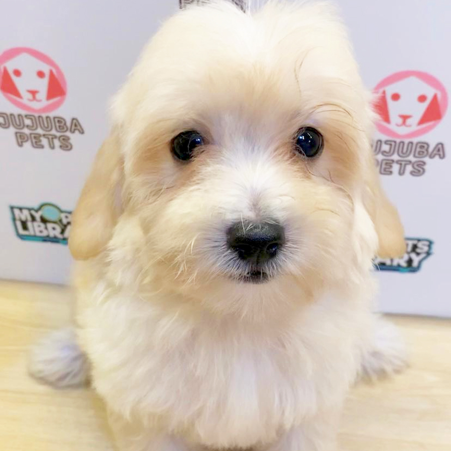 Poochon Puppy (Male) For Sale