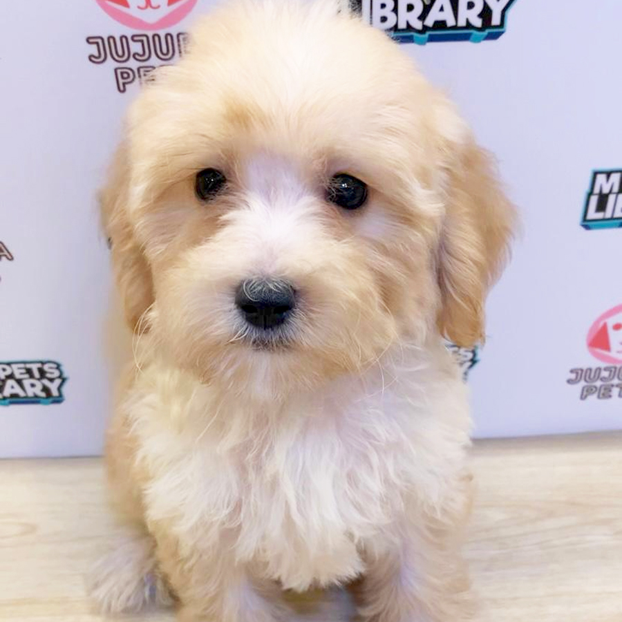 Toy Poodle Puppy (Male) For Sale