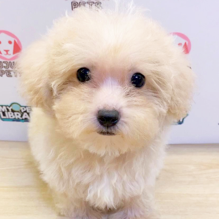 Poochon Puppy (Male) For Sale