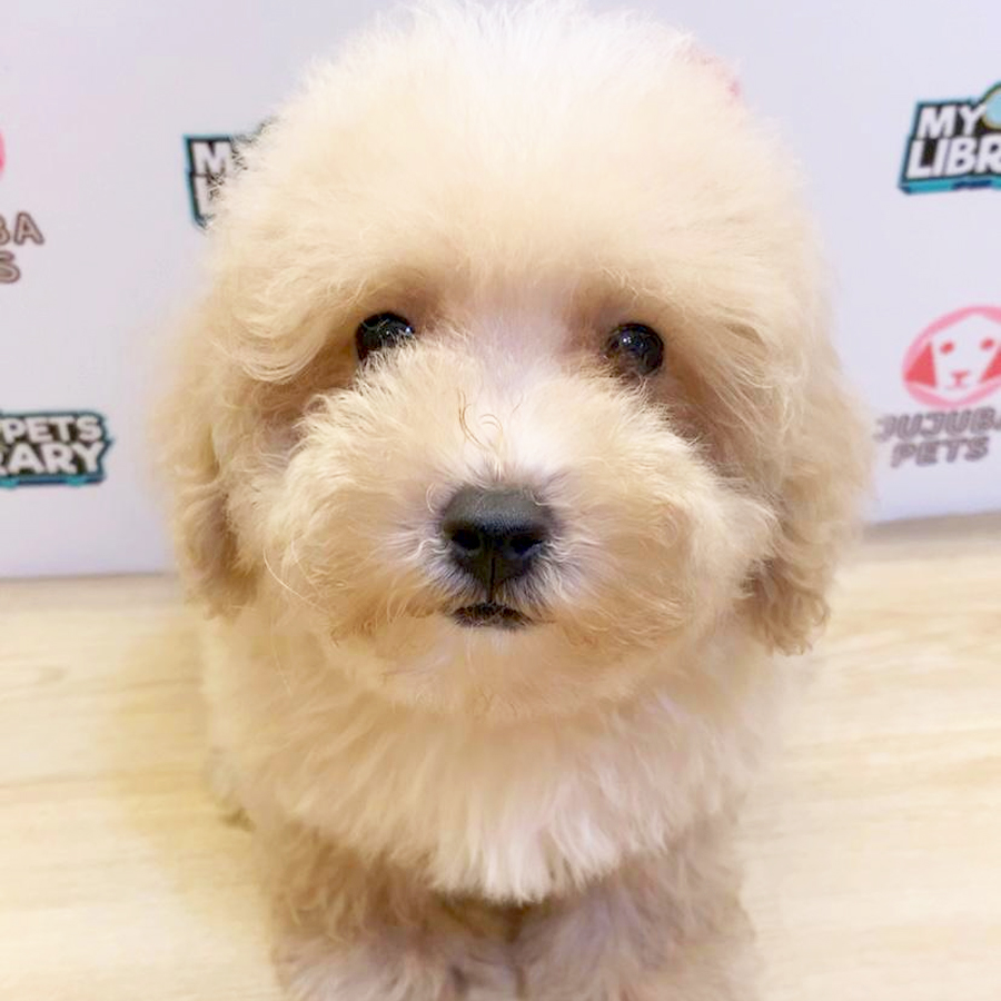 Toy Poodle Puppy (Male) For Sale