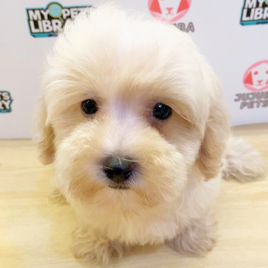 Toy Poodle Puppy (Male) For Sale