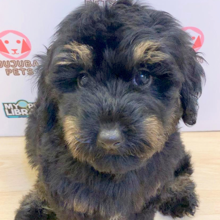 Shihpoo Puppy (Male) For Sale
