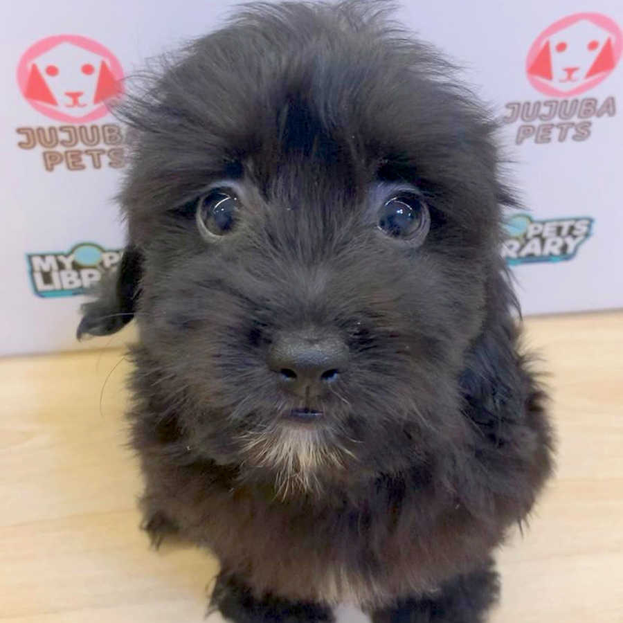 Shihpoo Puppy (Male) For Sale