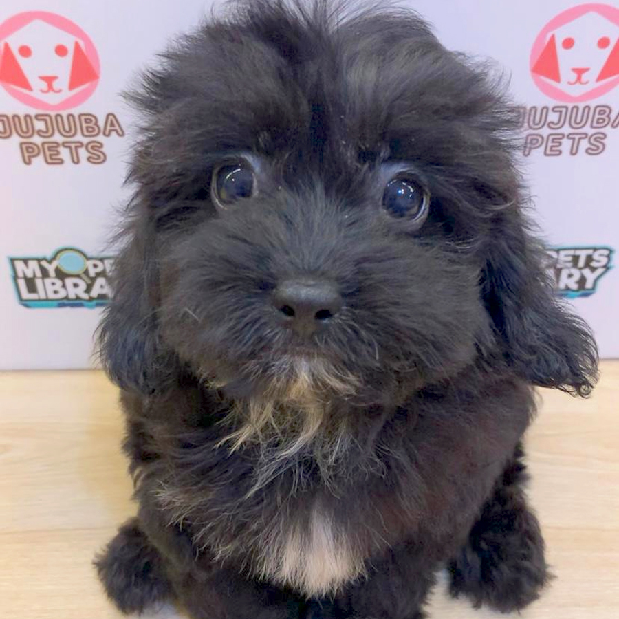 Shihpoo Puppy (Male) For Sale