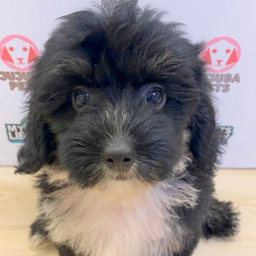 Shihpoo Puppy (Female) For Sale