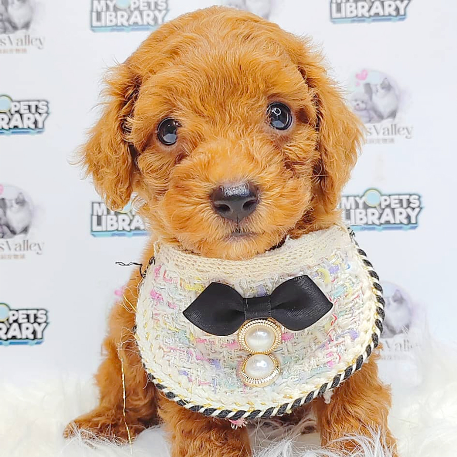 Toy Poodle Puppy (Male) For Sale