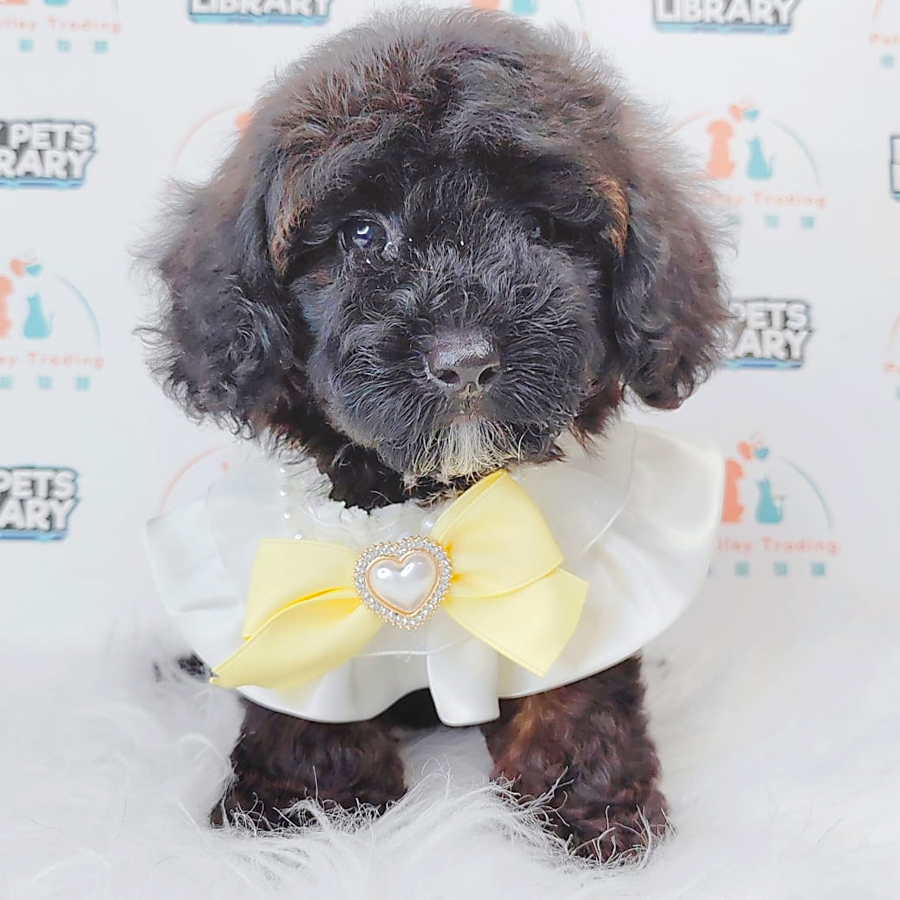 Toy Poodle Puppy (Female) For Sale