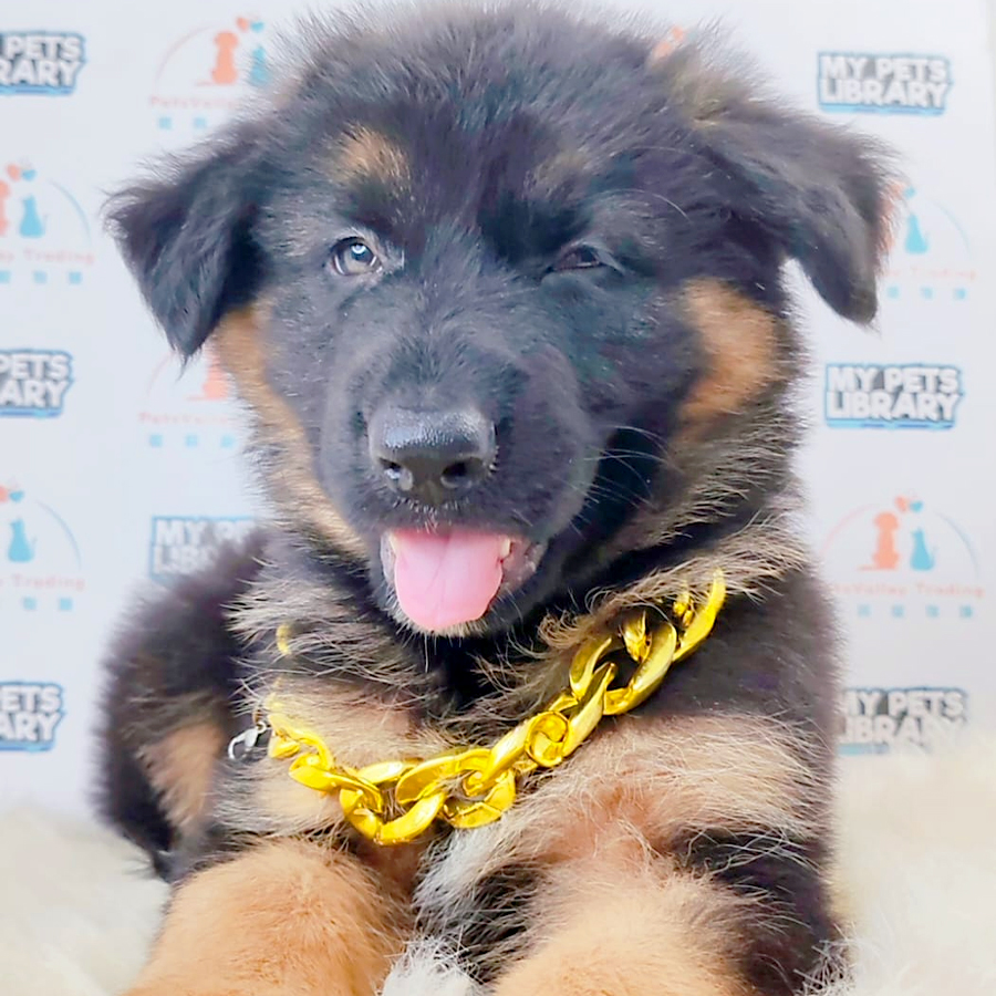 German Shepherd Puppy (Male) For Sale