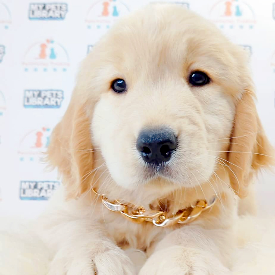 Golden Retriever Puppy (Male) For Sale