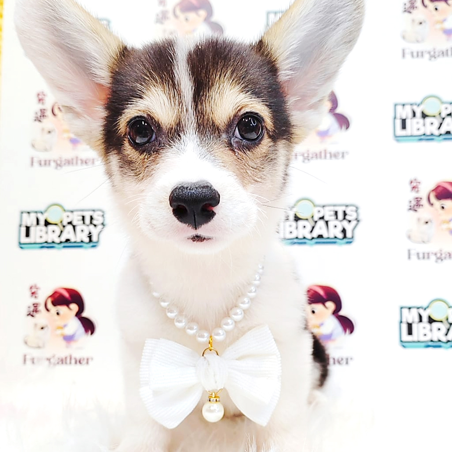 Corgi Puppy (Female) For Sale