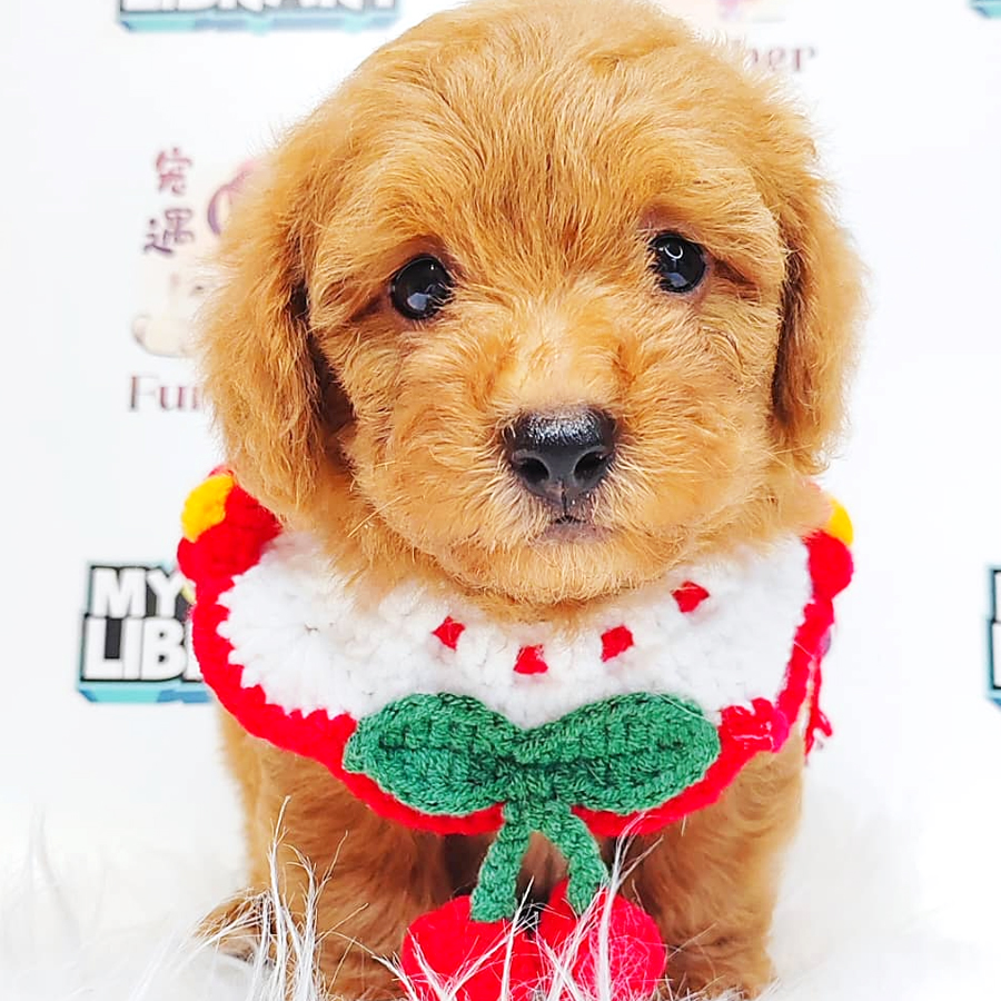 Poodle Puppy (Male) For Sale