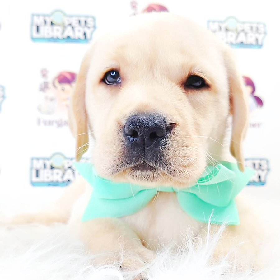 Labrador Retriever Puppy (Male) For Sale