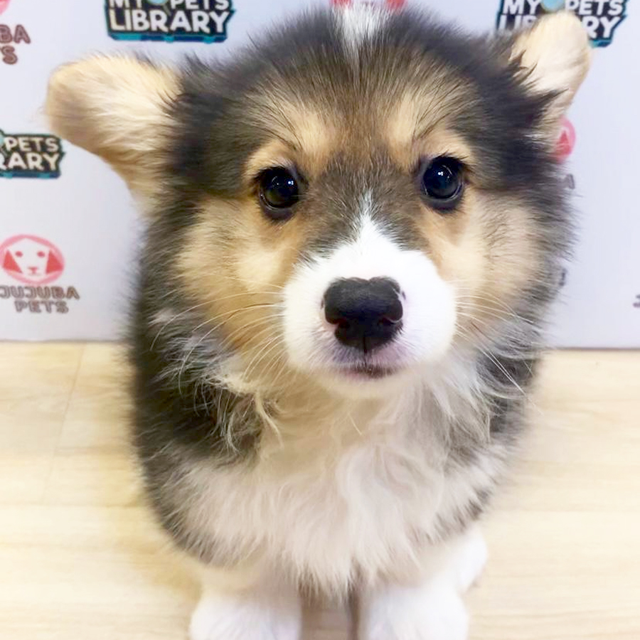 Welsh Corgi Puppy (Female) For Sale
