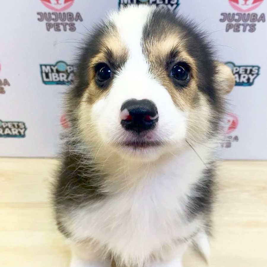 Welsh Corgi Puppy (Male) For Sale