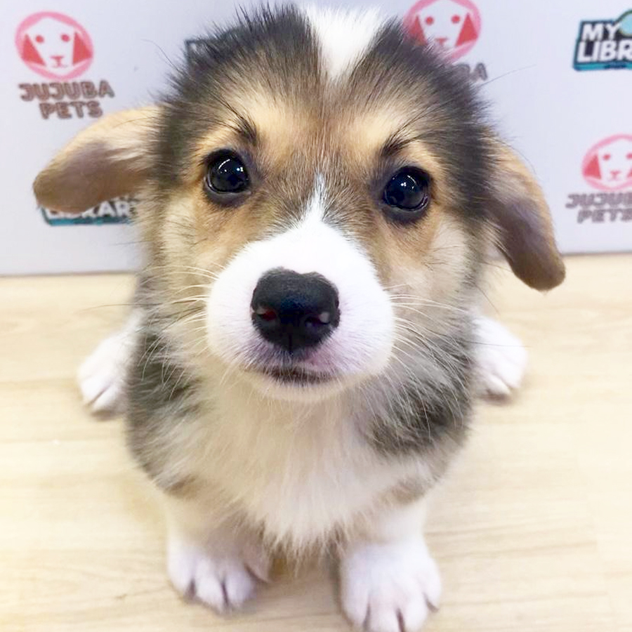 Welsh Corgi Puppy (Male) For Sale