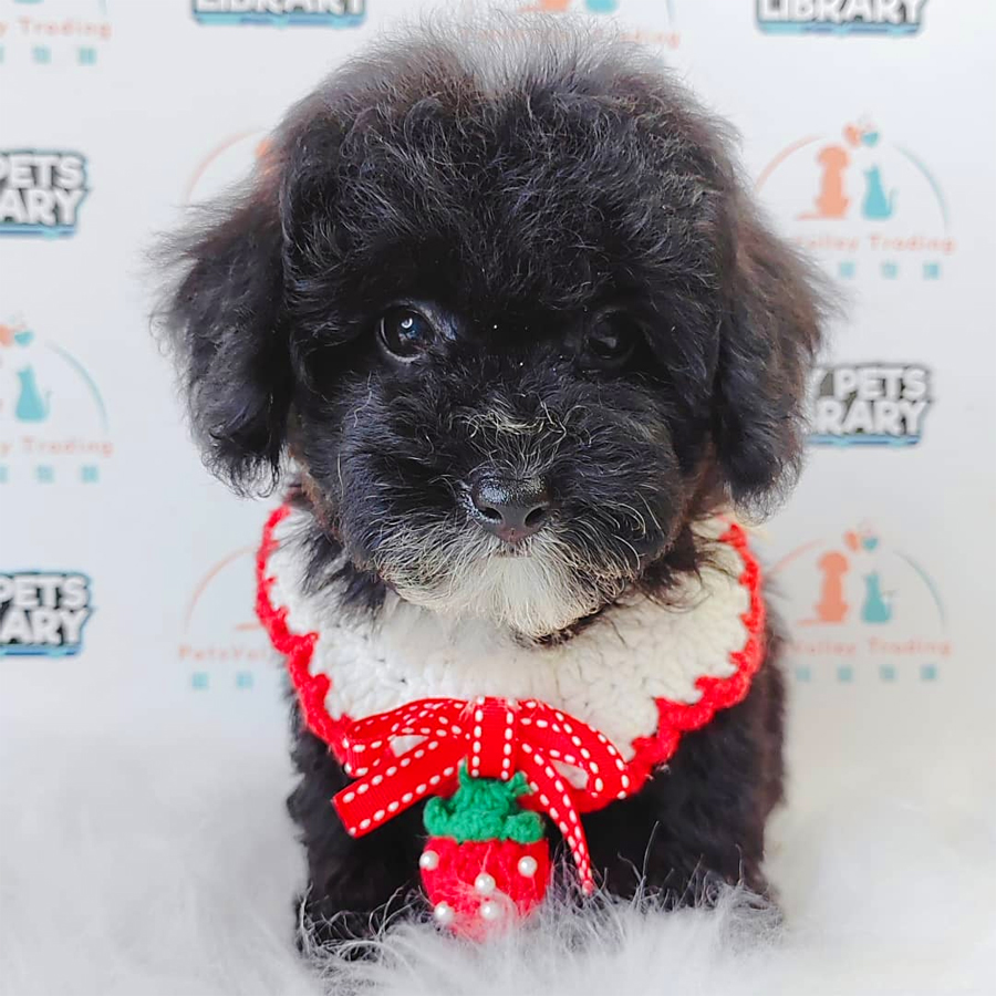 Toy Poodle Puppy (Female) For Sale