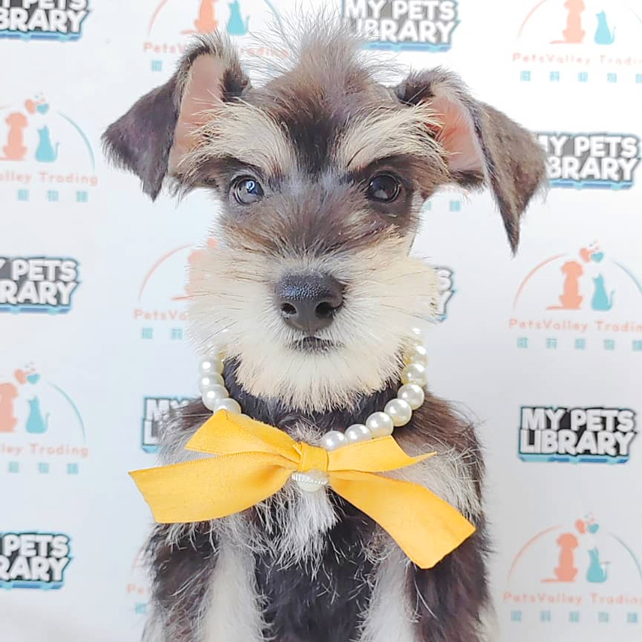 Schnauzer Puppy (Male) For Sale